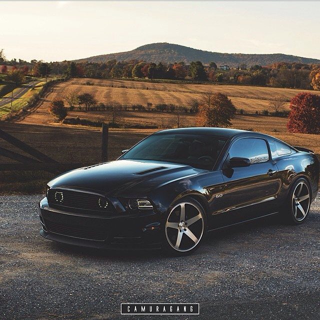 Who loves horses? #Concavo #DifferentbyDesign #Mustang…